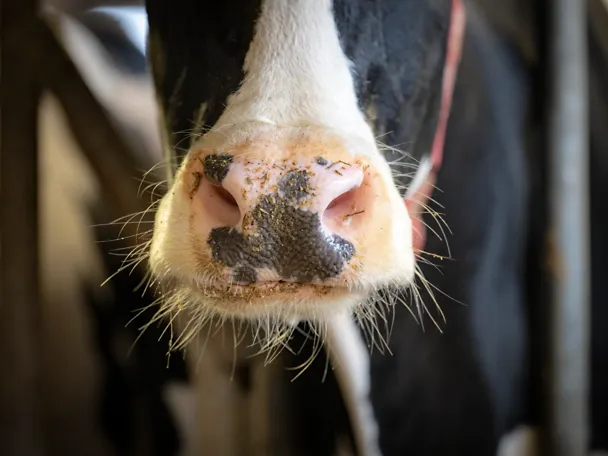 Prim plan al gurii vitelor