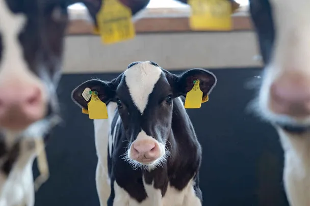 Kalb im Kälberstall zwischen zwei anderen Kälbern Kalb im Kälberstall zwischen zwei anderen Kälbern
