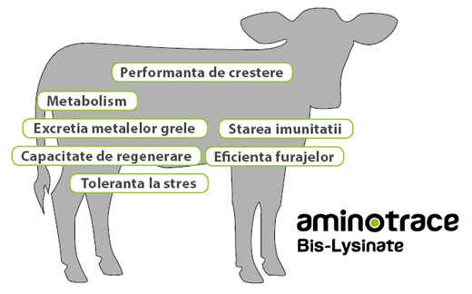 Focalizarea aminotrace-bis- lysinates Focalizarea aminotrace-bis- lysinates