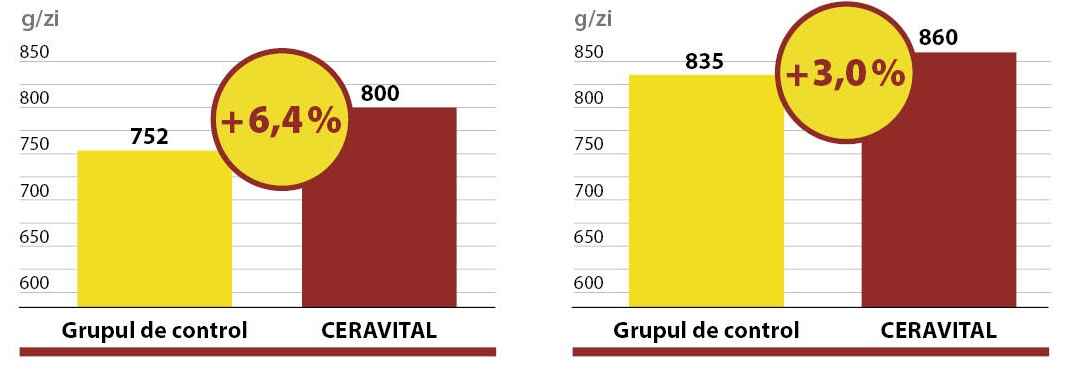 Ingrășarea porcilor cu CERAVITAL Ingrășarea porcilor cu CERAVITAL