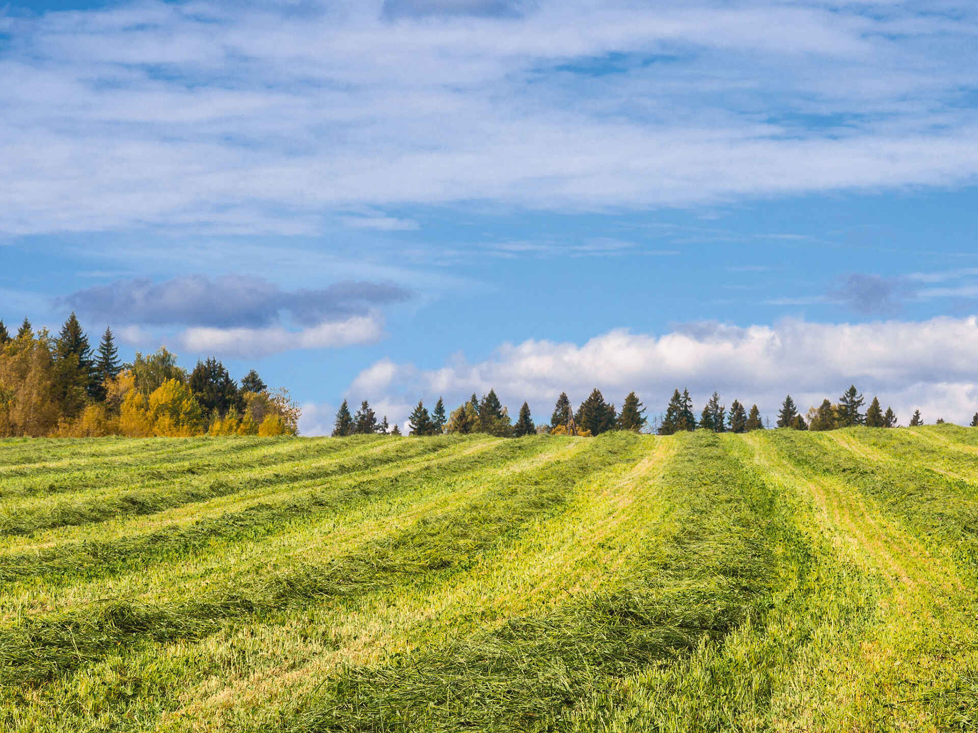 Herbstsilagen Herbstsilagen