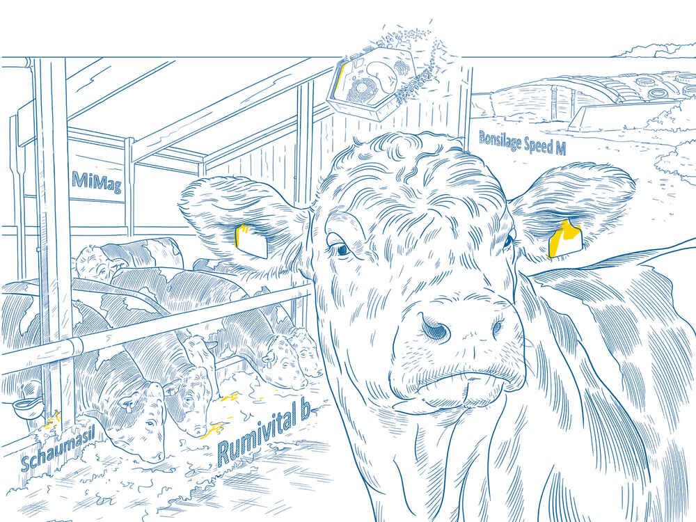 Bullenfütterung mit SCHAUMANN
