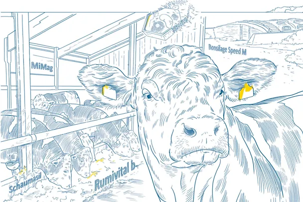 Produkte von SCHAUMANN für Bulllen