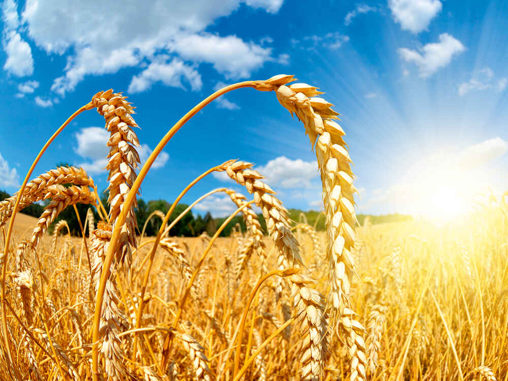 Weizen