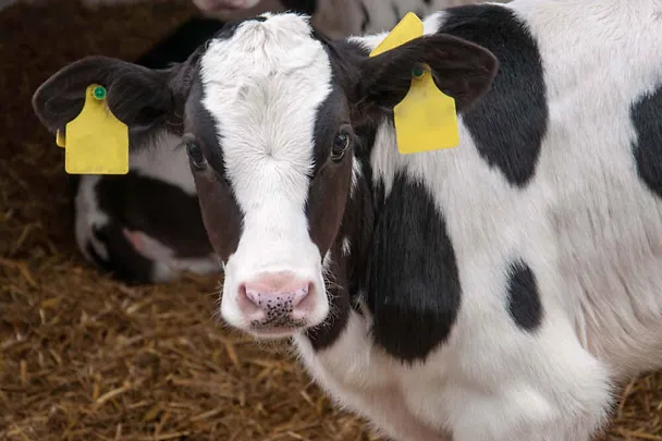 Kalb Kalb